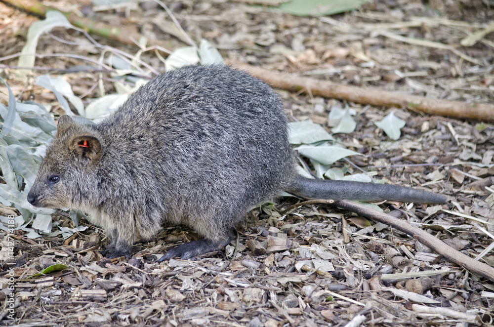 quokka quokka