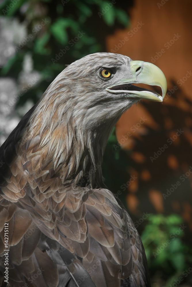 Obraz premium portrait white failed eagle