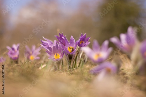 Purple pasque flower blooming in the meadow © perfidni1