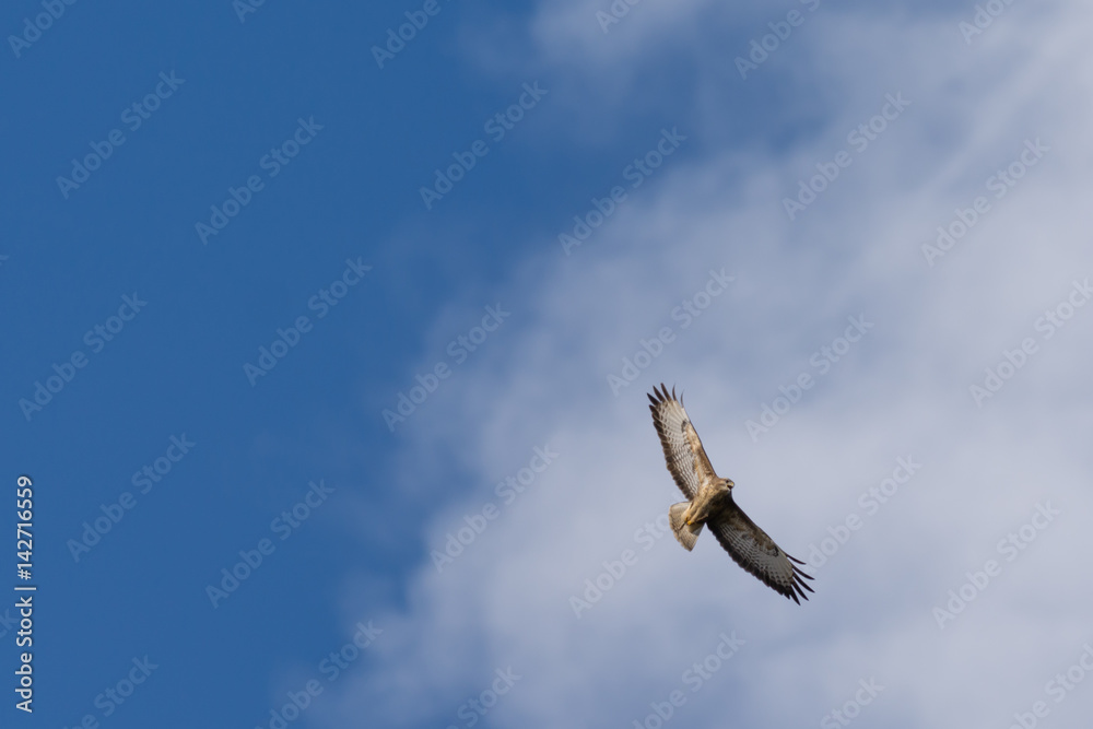 Buzzard Flying Against a Blue Sky White Cloud Background Buzzard Flying Against a Blue Sky White Cloud Background