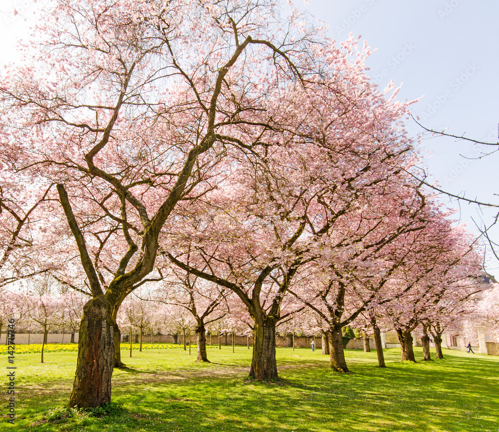 Japanische Kirschblüten, Frühlingserwachen, Glückwunsch, alles Liebe: Verträumte Kirschblüten im Frühling :) Japanische Kirschblüten, Frühlingserwachen, Glückwunsch, alles Liebe: Verträumte Kirschblüten im Frühling :)