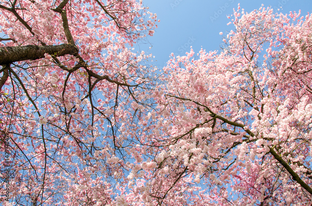 Japanische Kirschblüten, Frühlingserwachen, Glückwunsch, alles Liebe: Verträumte Kirschblüten im Frühling :) Japanische Kirschblüten, Frühlingserwachen, Glückwunsch, alles Liebe: Verträumte Kirschblüten im Frühling :)