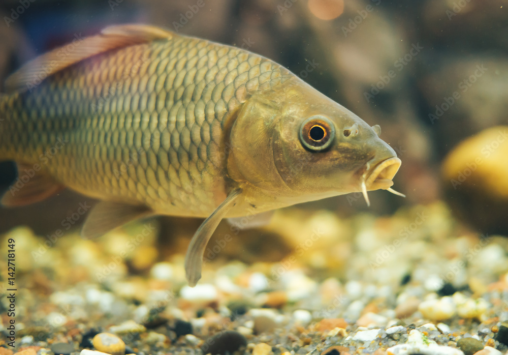 a small carp in a home aquarium a small carp in a home aquarium