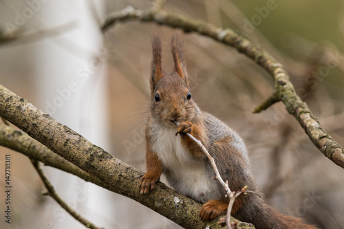 Cute young red squirrel sitting on tree branch biting on a twig