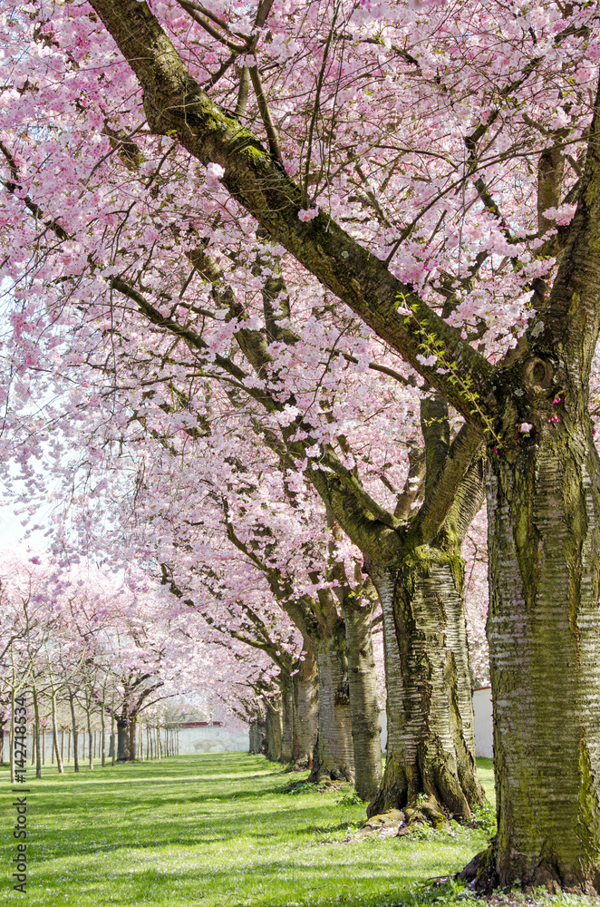 Japanische Kirschblüten, Frühlingserwachen, Glückwunsch, alles Liebe: Verträumte Kirschblüten im Frühling :) Japanische Kirschblüten, Frühlingserwachen, Glückwunsch, alles Liebe: Verträumte Kirschblüten im Frühling :)