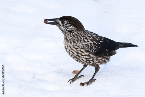 Nucifraga caryocatactes. Nutcracker feeds on nuts
