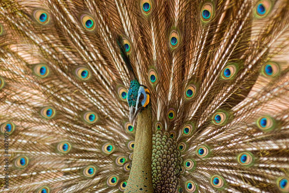 Fototapeta premium Peacock with open tail