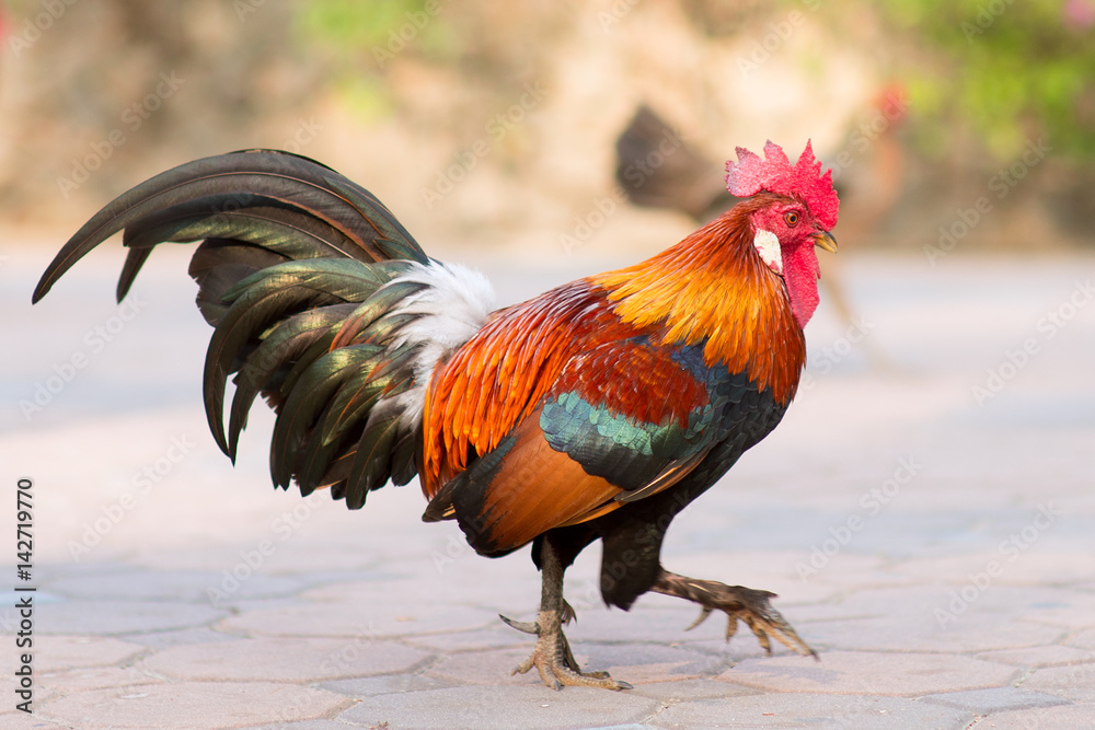 Fototapeta premium Roosters on a walk