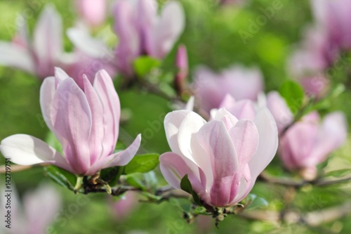 Pink magnolia flowers 1