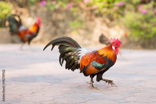 Roosters on a walk