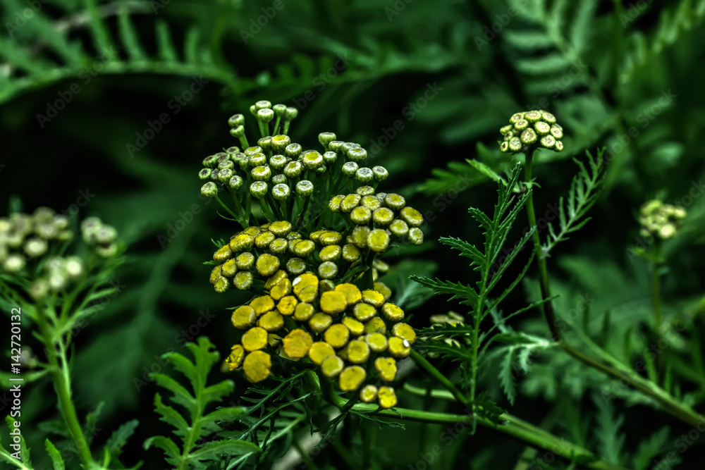 A tansy flower growing on a summer meadow.