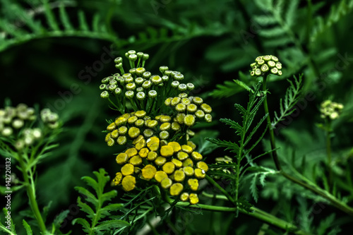 Obraz na płótnie A tansy flower growing on a summer meadow. w salonie