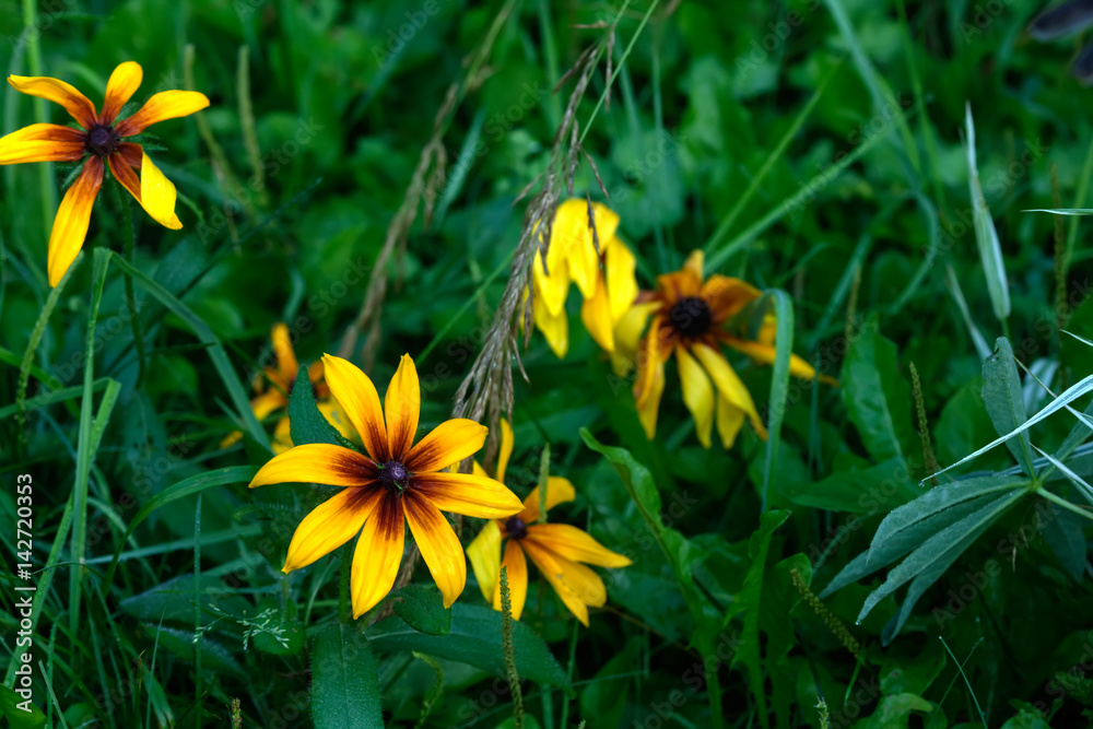 The flower of the sneezeweed growing in the summer garden.