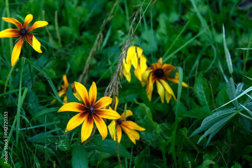 Obraz na płótnie The flower of the sneezeweed growing in the summer garden. w salonie