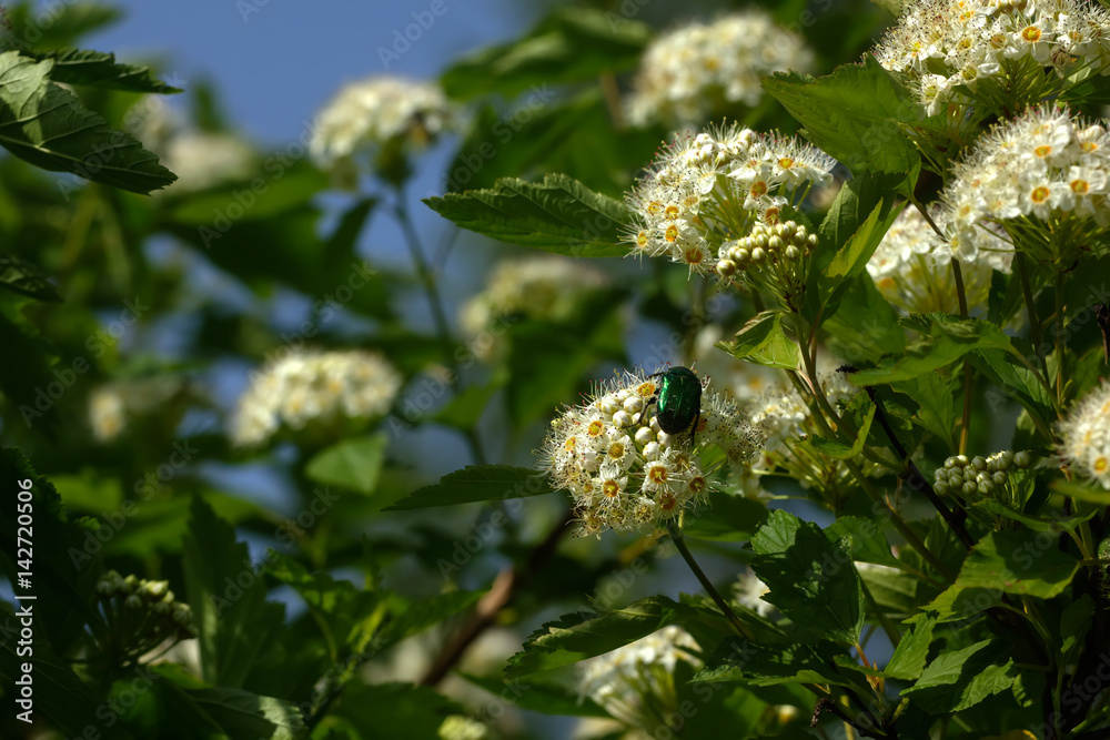 A flowering bush of Physocarpus opulifolius grows in the summer garden.
