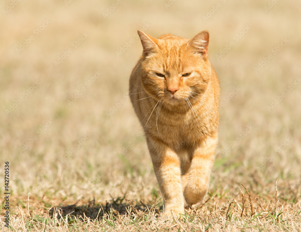 Ginger tabby cat walking in grass towards viewer Ginger tabby cat walking in grass towards viewer
