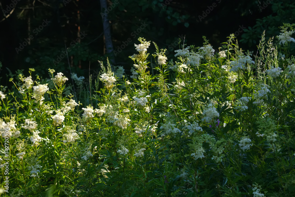 A flower of the Filipendula growing on a summer meadow.