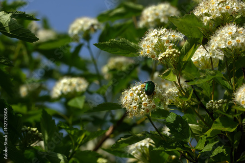 Obraz na płótnie A flowering bush of Physocarpus opulifolius grows in the summer garden. w salonie