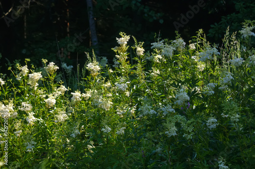 Obraz na płótnie A flower of the Filipendula growing on a summer meadow. w salonie