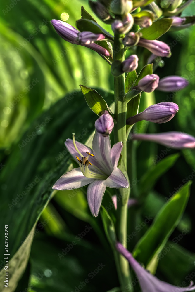 Flower hosta growing in the summer garden. Flower hosta growing in the summer garden.