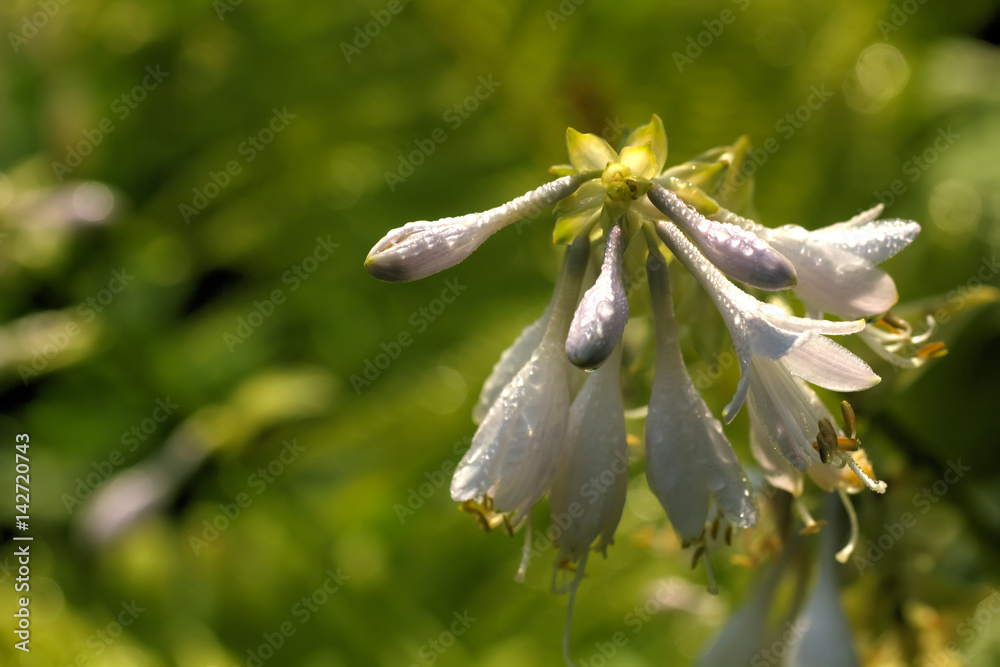 Flower hosta growing in the summer garden.