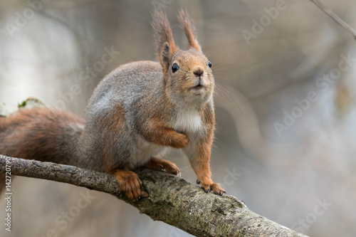 Cute young red squirrel sitting on tree branch, looking up © Lillian