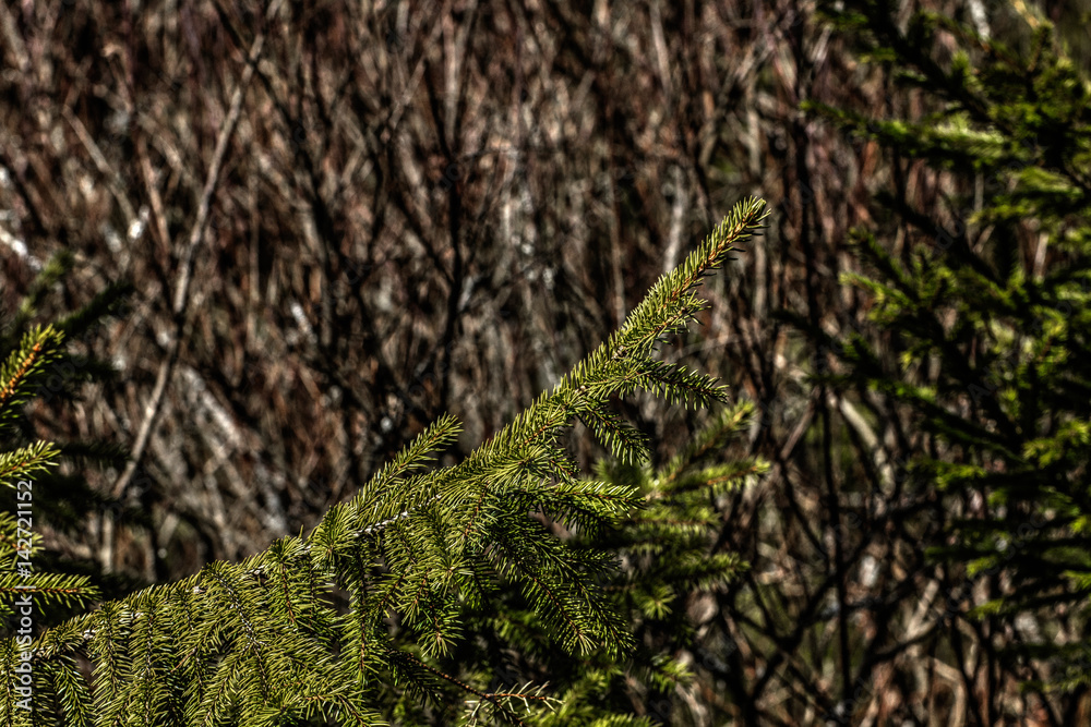 Branches of fir trees growing in the summer forest.