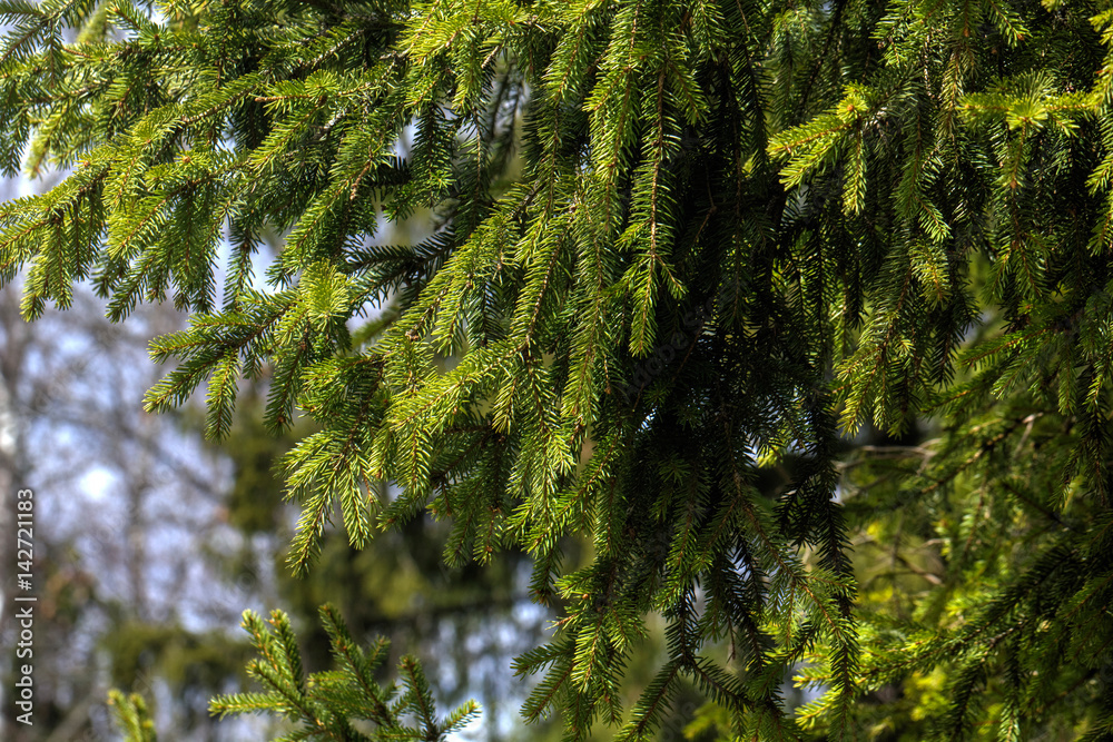 Branches of fir trees growing in the summer forest.