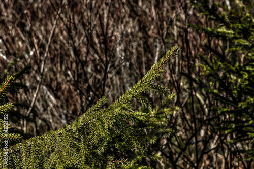 Obraz na płótnie Branches of fir trees growing in the summer forest. w salonie