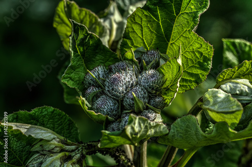 Blossoming burdock growing on a summer meadow. 