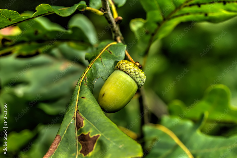 An acorn growing on an oak tree in a summer forest.