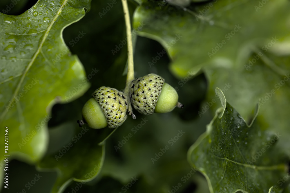 An acorn growing on an oak tree in a summer forest.
