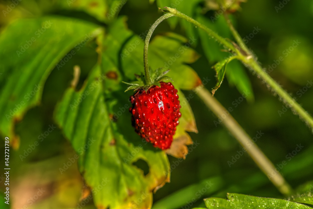 Berry strawberries growing in the summer forest.