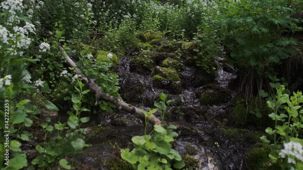 Following small stream upwards through the green plants. Following small stream upwards through the green plants.