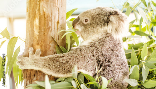 Koala (Phascolarctos cinereus) eating eucalyptus leaves. photo