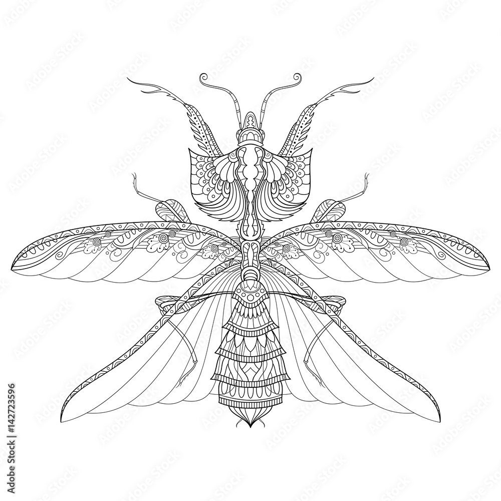 Vector Drawing of Devil's Flower Mantis Or Idolomantis Diabolica. King