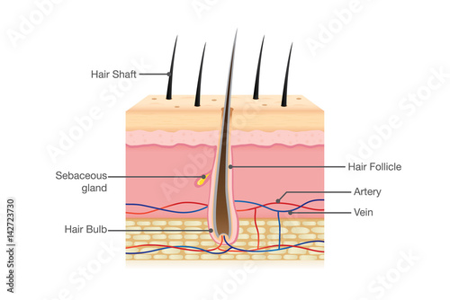 Human Hair Anatomy on isolated. Illustration about Physiology.
