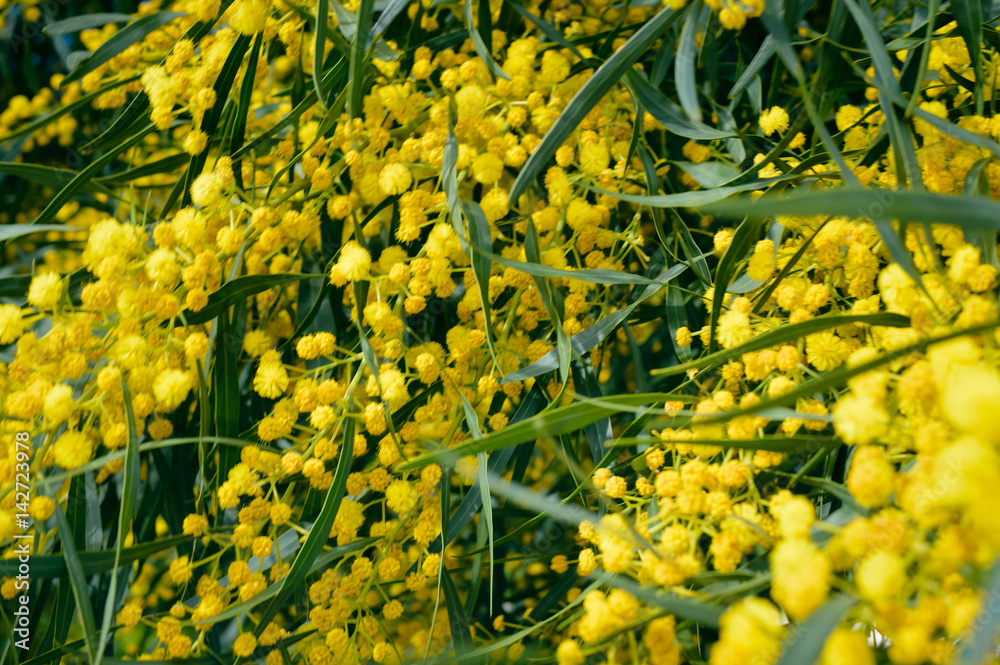 Obraz premium Closeup on acacia yellow flower natural outdoors garden park background