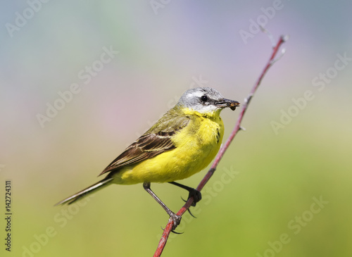  bird yellow Wagtail sitting on a meadow with insect in beak