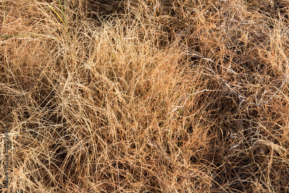 Herbicide on dry grass. Dry grass background Herbicide on dry grass. Dry grass background