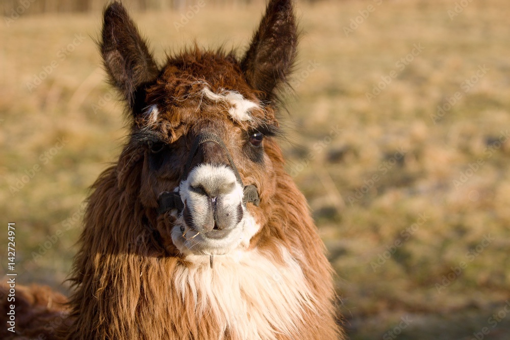 Lama