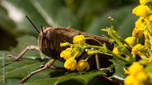 Locusta photo