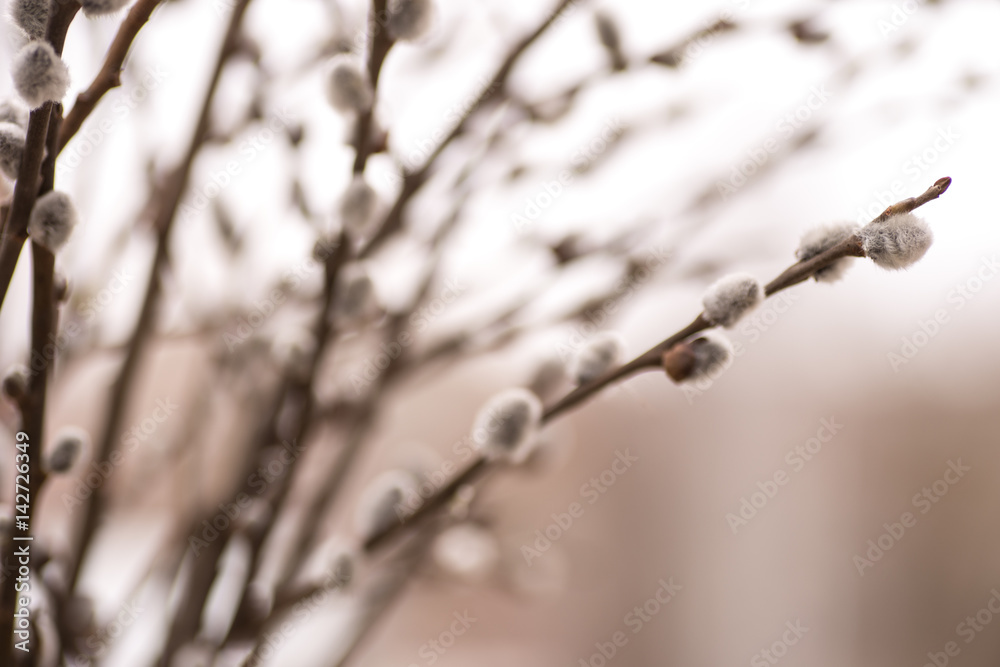 Obraz premium Pussy willow branches