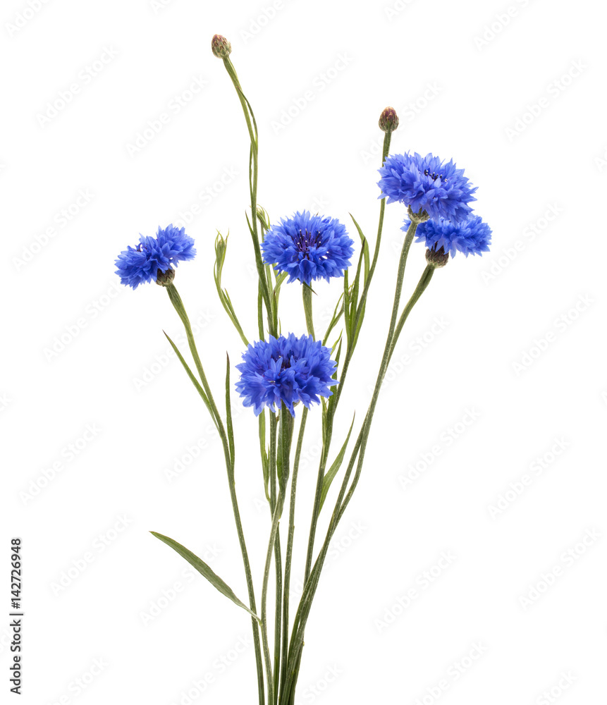 Blue Cornflower Herb or bachelor button flower bouquet isolated on white background cutout Blue Cornflower Herb or bachelor button flower bouquet isolated on white background cutout