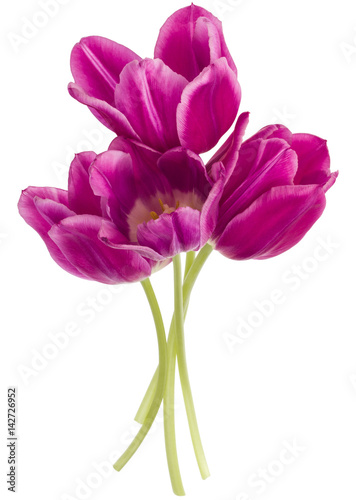 Fototapeta Naklejka Na Ścianę i Meble -  lilac tulip flowers bouquet isolated on white background cutout