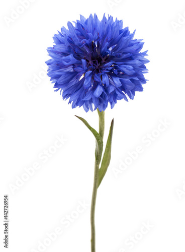 Fototapeta Naklejka Na Ścianę i Meble -  Blue Cornflower Herb or bachelor button flower head isolated on white background cutout