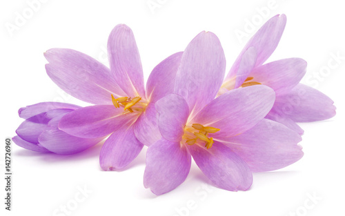 lilac crocus flowers isolated on white background