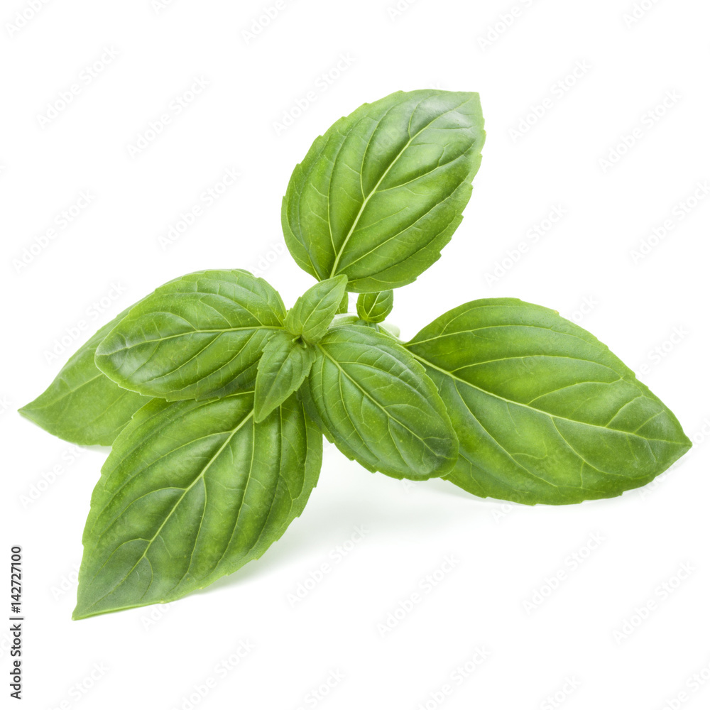 Close up studio shot of fresh green basil herb leaves isolated on white background. Sweet Genovese basil. Close up studio shot of fresh green basil herb leaves isolated on white background. Sweet Genovese basil.