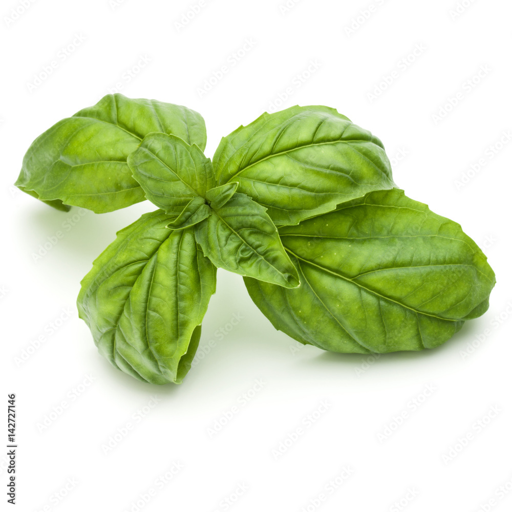 Close up studio shot of fresh green basil herb leaves isolated on white background. Sweet Genovese basil. Close up studio shot of fresh green basil herb leaves isolated on white background. Sweet Genovese basil.