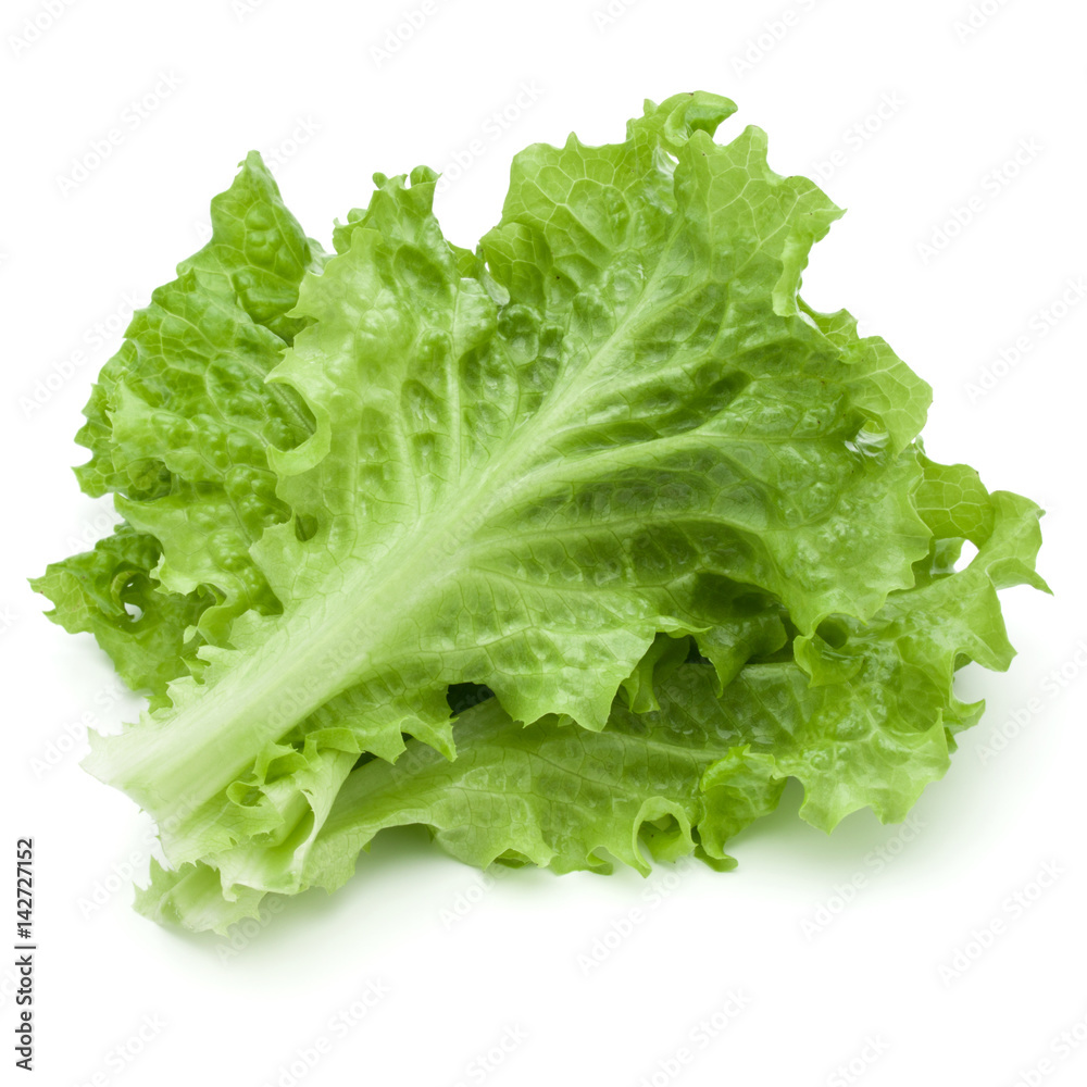 fresh green lettuce salad leaves isolated on white background fresh green lettuce salad leaves isolated on white background